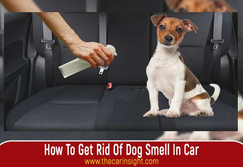 How To Get Rid Of Dog Smell In Car